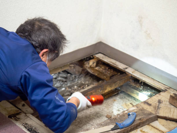 Best Residential Mold Removal  in Niagara Falls, NY