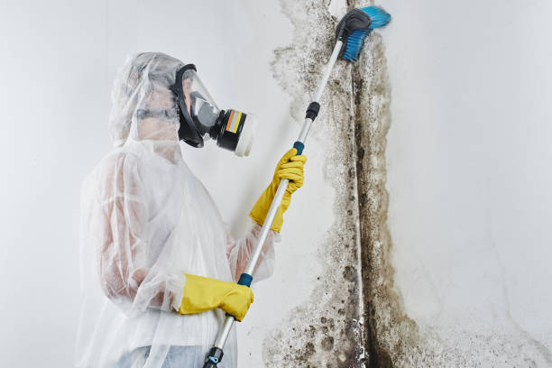 Attic Mold Removal in Niagara Falls, NY