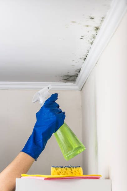 Mold Testing and Removal in Niagara Falls, NY